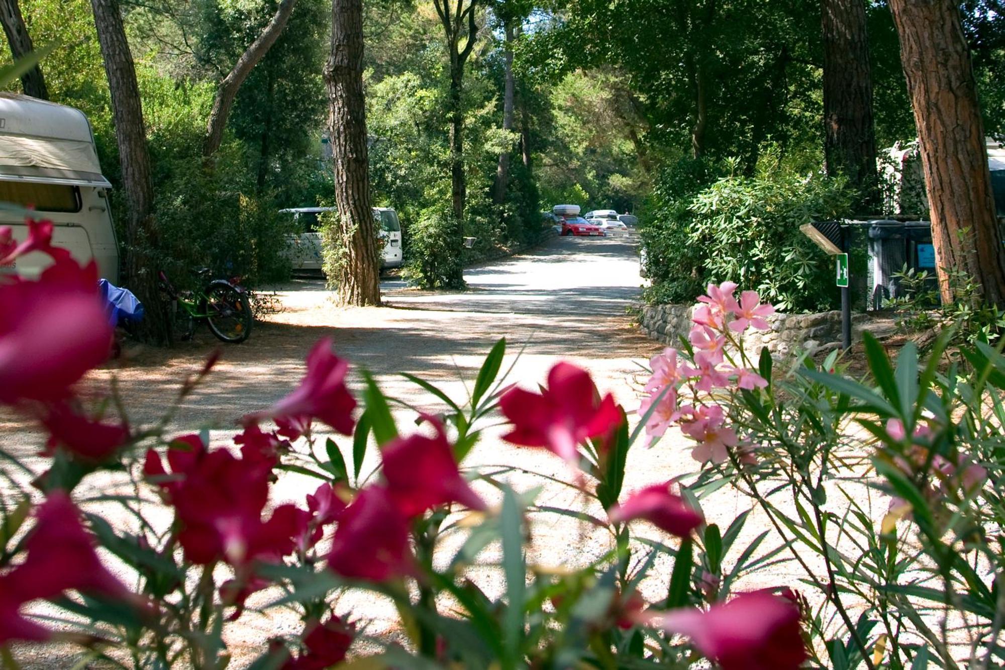 Camping Casa Di Caccia Marina Di Bibbona Luaran gambar